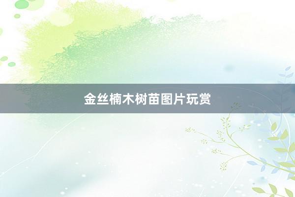 金丝楠木树苗图片玩赏